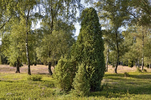 Heathland