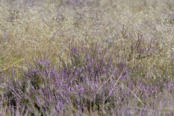 Heathland