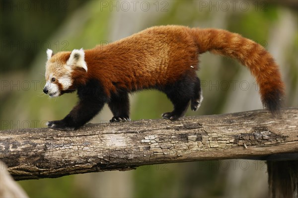 Red panda
