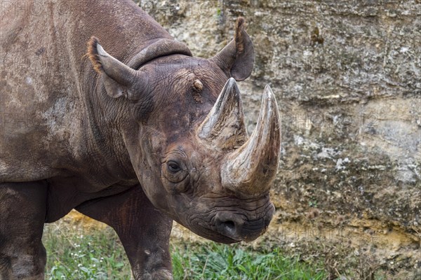 Black rhinoceros