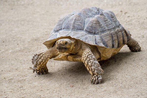 African spurred tortoise