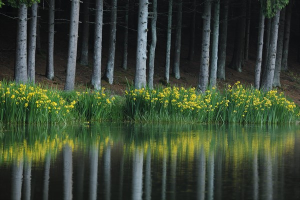 Shore of Rothsee with marsh iris