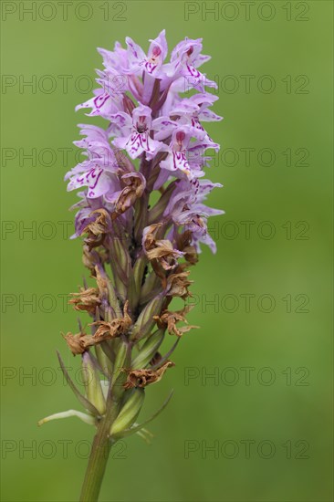 Fox common spotted orchid