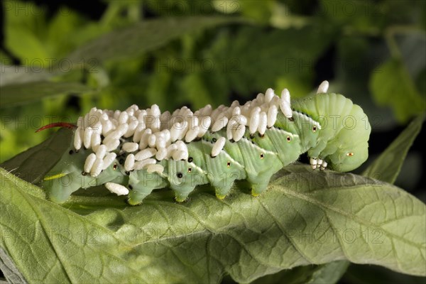 Tomato Hornworm Parasitized by a Braconid Wasp