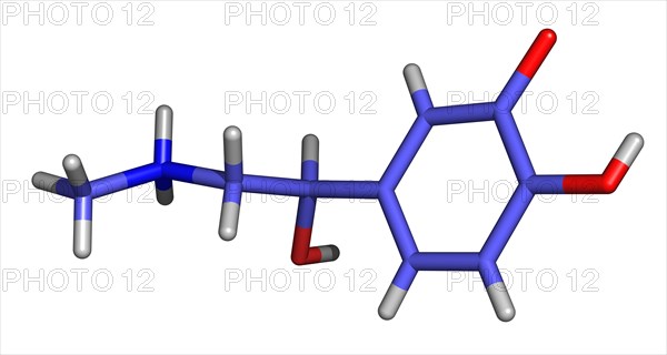 Adrenaline is a hormone synthesized in the adrenal medulla