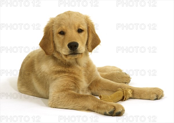 Golden Retriever Puppy