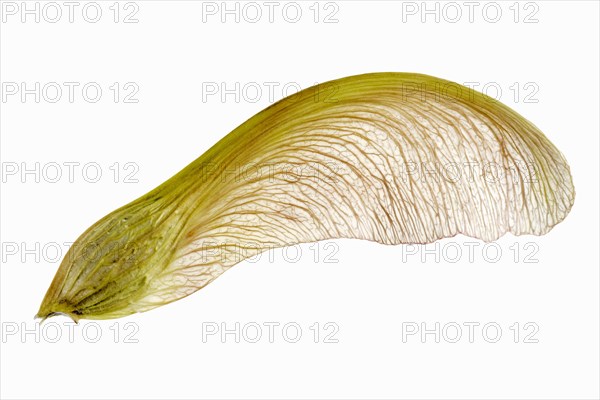 Silver Maple