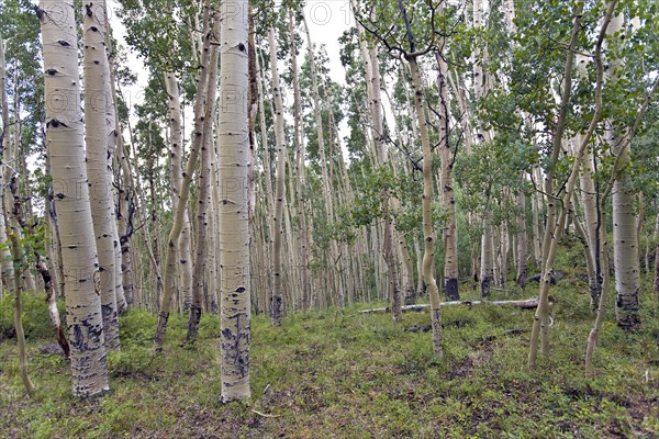 Aspen Grove