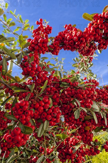 (berries) is a genus of thorny evergreen large shrubs in the family Rosaceae, with common names