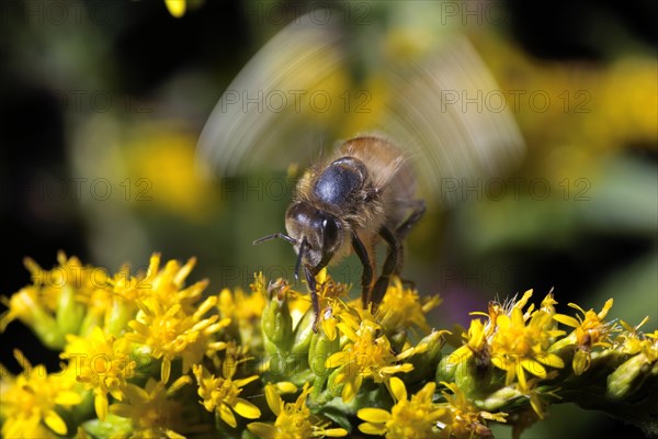 Honey Bee