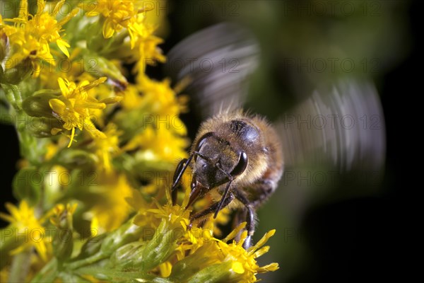 Honey Bee