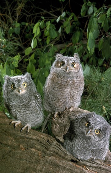 Screech Owl