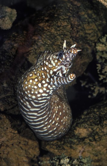 Dragon Moray Eel