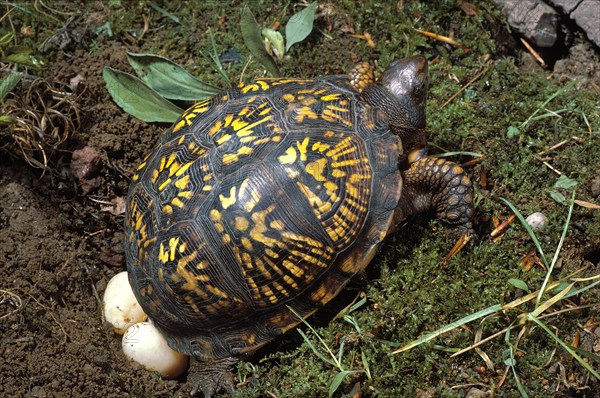 Eastern Box Turtle