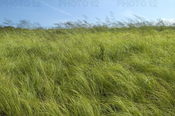 Coastal Grasses