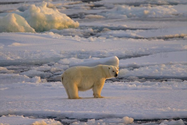 Polar bear