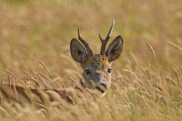 Roe deer