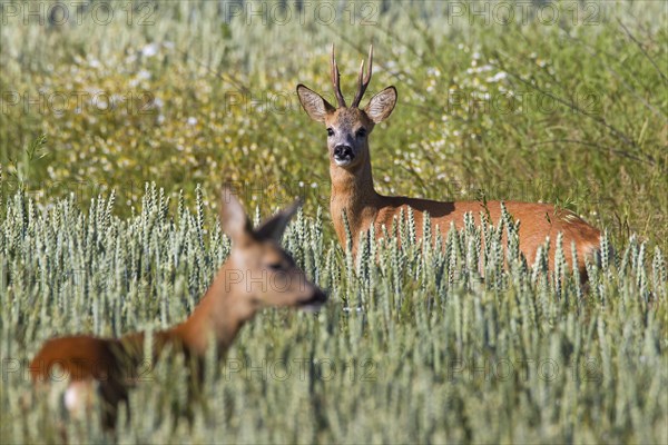 Roe deer