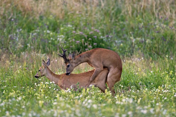 Roe deer