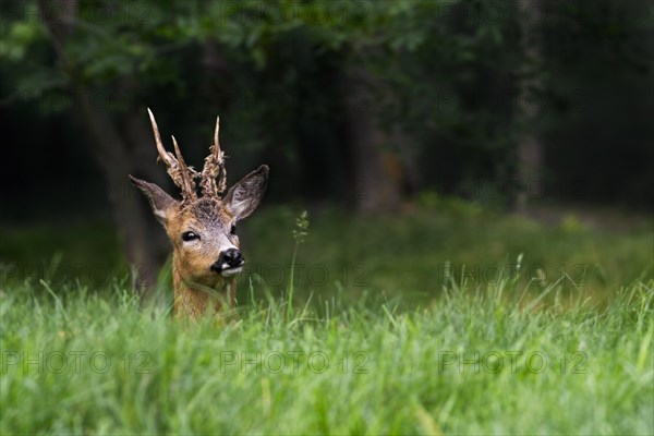 European roe deer