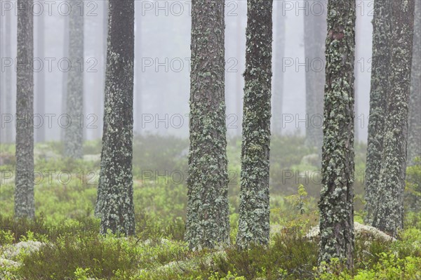 Scots Pine