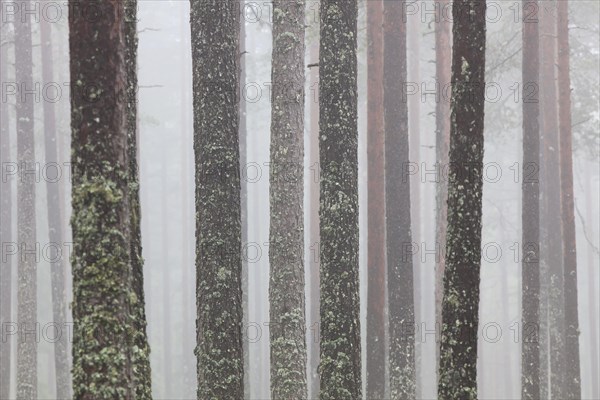 Scots Pine
