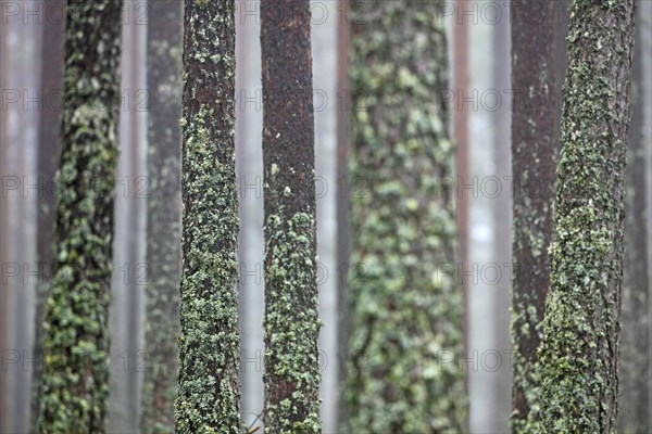 Scots Pine