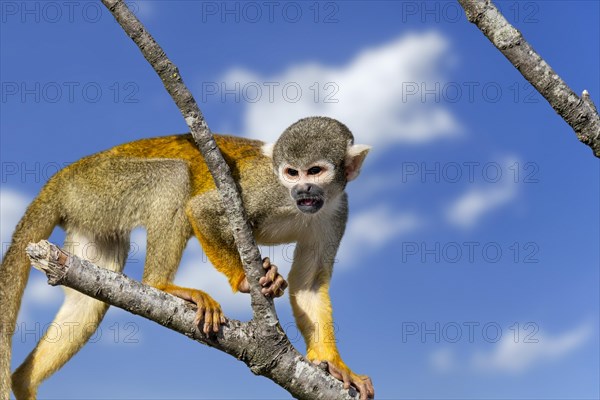 Black-capped squirrel monkey