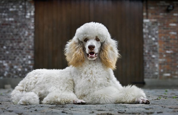 Standard poodle