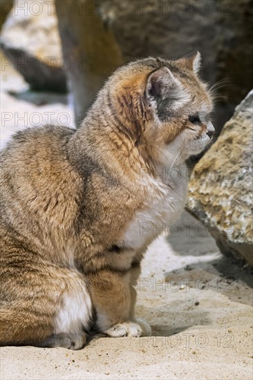 Sand cat