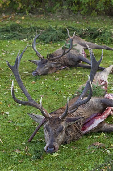 Shot Red Deer