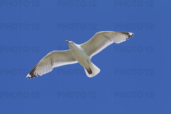 European Herring Gull