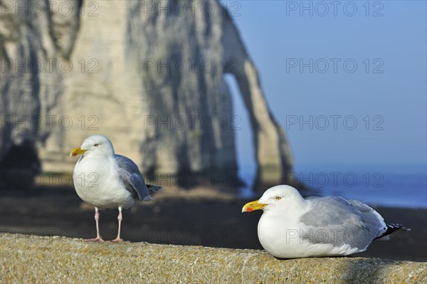 Herring gulls
