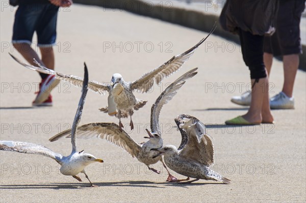 Juvenile European herring gulls