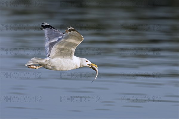 European herring gull