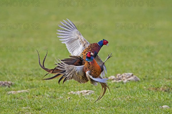 Common pheasant
