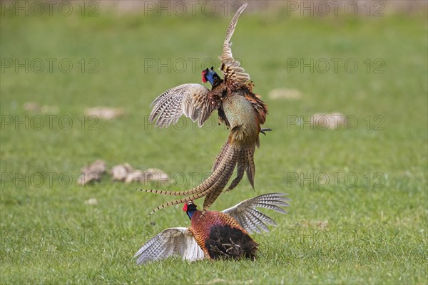 Common pheasant