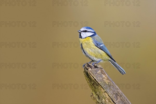 Blue tit