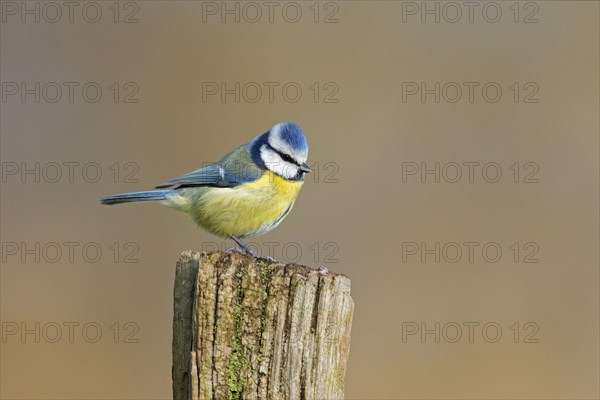 Blue tit