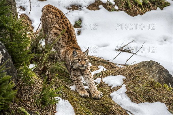 Eurasian lynx