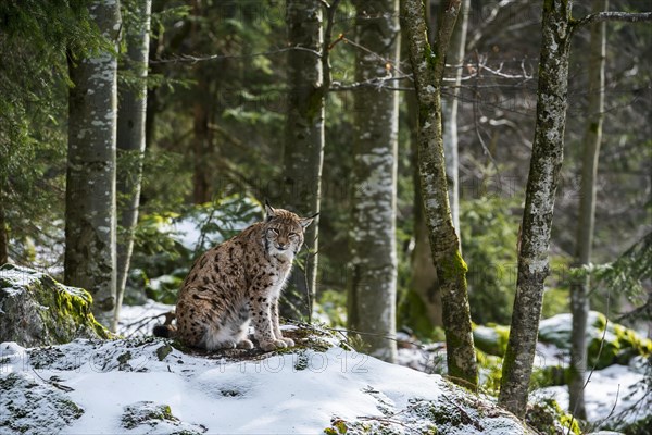 Eurasian lynx