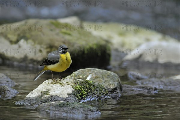 Grey wagtail