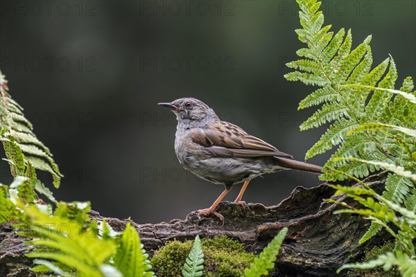 Dunnock