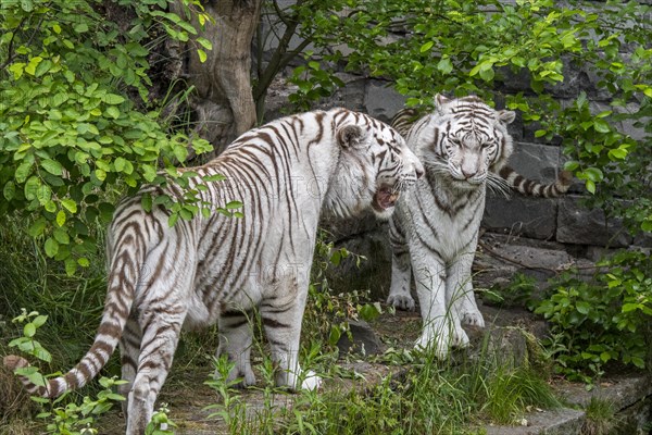 Two white tigers
