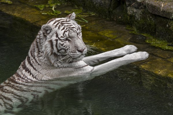 White tiger