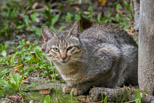 Arabian wildcat