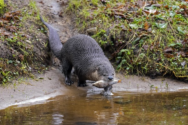 Eurasian otter
