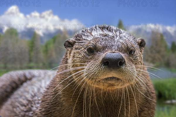 North American river otter