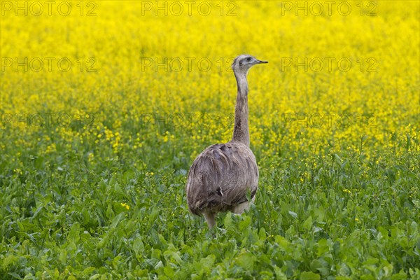 Greater rhea