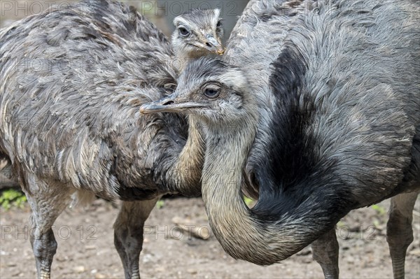 Greater rhea
